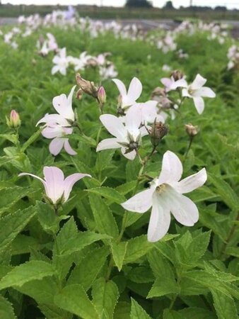 Campanula lact. 'Loddon Anna' geen maat specificatie 0,55L/P9cm - afbeelding 2