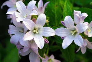 Campanula lact. 'Loddon Anna' geen maat specificatie 0,55L/P9cm - afbeelding 1