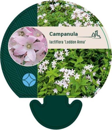 Campanula lact. 'Loddon Anna' geen maat specificatie 0,55L/P9cm - afbeelding 3