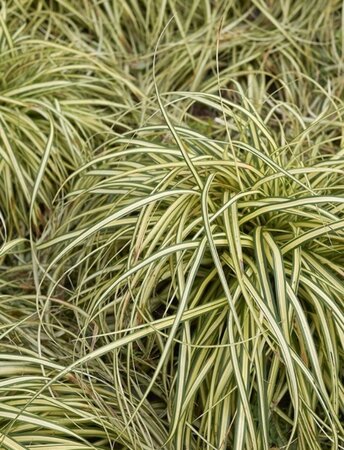 Carex morrowii 'Aureovariegata' geen maat specificatie 0,55L/P9cm - afbeelding 1