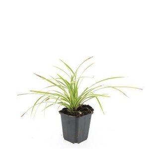 Carex morrowii 'Aureovariegata' geen maat specificatie 0,55L/P9cm - afbeelding 2