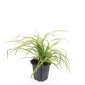 Carex morrowii 'Aureovariegata' geen maat specificatie 0,55L/P9cm - afbeelding 4