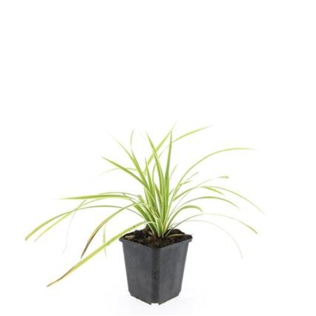 Carex morrowii 'Aureovariegata' geen maat specificatie 0,55L/P9cm - afbeelding 5