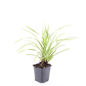 Carex morrowii 'Aureovariegata' geen maat specificatie 0,55L/P9cm - afbeelding 6