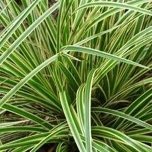 Carex morrowii 'Aureovariegata' geen maat specificatie 0,55L/P9cm - afbeelding 3