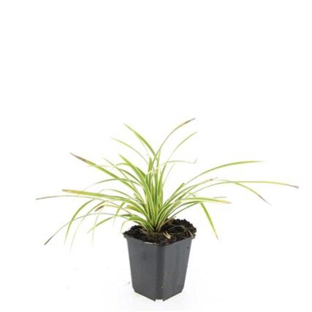 Carex morrowii 'Aureovariegata' geen maat specificatie 0,55L/P9cm - afbeelding 7