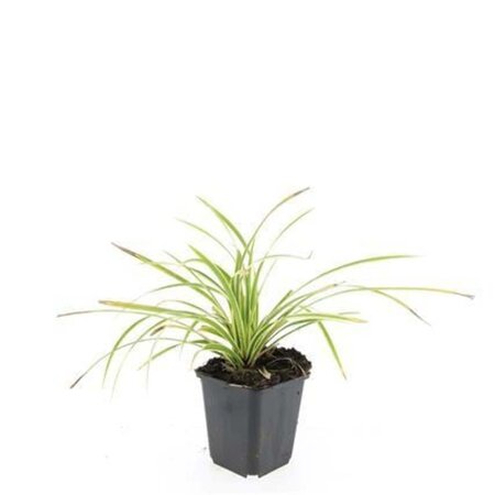 Carex morrowii 'Aureovariegata' geen maat specificatie 0,55L/P9cm - image 2