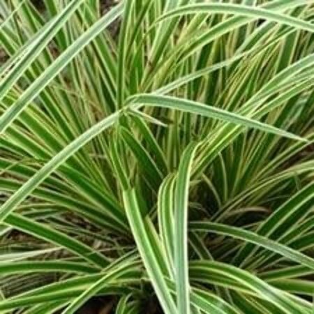 Carex morrowii 'Aureovariegata' geen maat specificatie 0,55L/P9cm - image 3