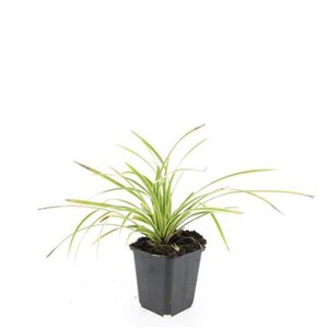 Carex morrowii 'Aureovariegata' geen maat specificatie 0,55L/P9cm - image 7