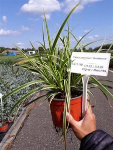 Carex morrowii 'Goldband' geen maat specificatie 0,55L/P9cm