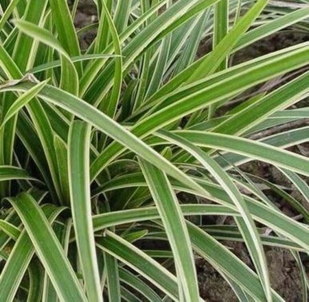 Carex morrowii 'Ice Dance' geen maat specificatie 0,55L/P9cm - afbeelding 9