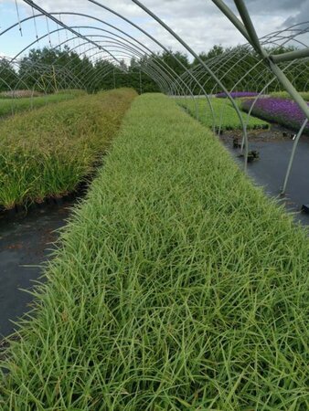 Carex morrowii 'Ice Dance' geen maat specificatie 0,55L/P9cm - afbeelding 7