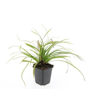 Carex morrowii 'Ice Dance' geen maat specificatie 0,55L/P9cm - afbeelding 4