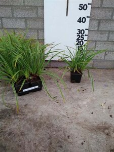 Carex morrowii 'Ice Dance' geen maat specificatie 0,55L/P9cm - afbeelding 16