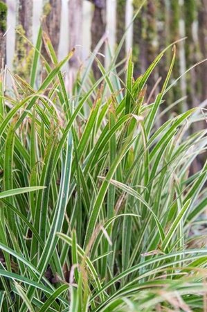 Carex morrowii 'Ice Dance' geen maat specificatie 0,55L/P9cm - afbeelding 15