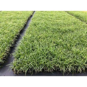 Carex morrowii 'Ice Dance' geen maat specificatie 0,55L/P9cm - afbeelding 12