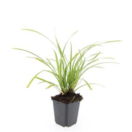 Carex morrowii 'Ice Dance' geen maat specificatie 0,55L/P9cm - afbeelding 3