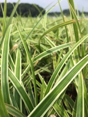 Carex morrowii 'Ice Dance' geen maat specificatie 0,55L/P9cm - afbeelding 10