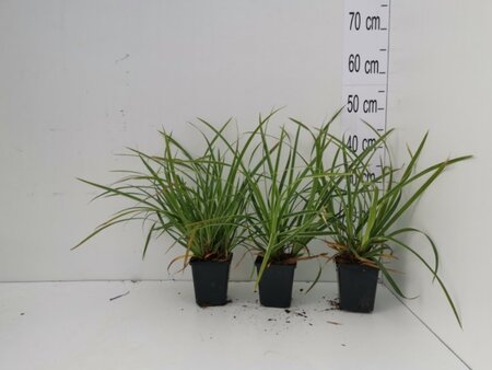 Carex morrowii 'Ice Dance' geen maat specificatie 0,55L/P9cm - afbeelding 6