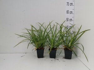 Carex morrowii 'Ice Dance' geen maat specificatie 0,55L/P9cm - afbeelding 6