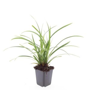 Carex morrowii 'Ice Dance' geen maat specificatie 0,55L/P9cm - afbeelding 2