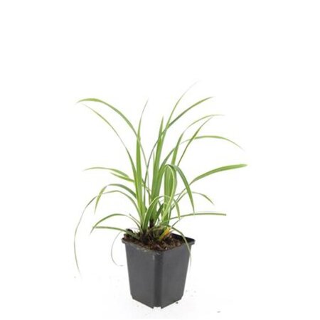 Carex morrowii 'Ice Dance' geen maat specificatie 0,55L/P9cm - afbeelding 18