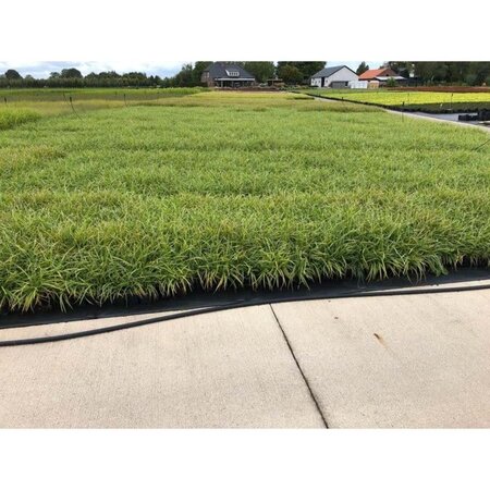 Carex morrowii 'Ice Dance' geen maat specificatie 0,55L/P9cm - afbeelding 11