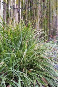 Carex morrowii 'Ice Dance' geen maat specificatie 0,55L/P9cm - afbeelding 14