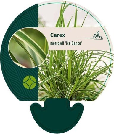 Carex morrowii 'Ice Dance' geen maat specificatie 0,55L/P9cm - afbeelding 13