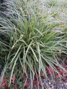 Carex morrowii 'Ice Dance' geen maat specificatie 0,55L/P9cm - afbeelding 5