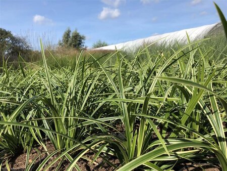 Carex morrowii 'Ice Dance' geen maat specificatie 0,55L/P9cm - image 1