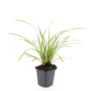 Carex morrowii 'Ice Dance' geen maat specificatie 0,55L/P9cm - image 6