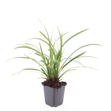 Carex morrowii 'Ice Dance' geen maat specificatie 0,55L/P9cm - image 5