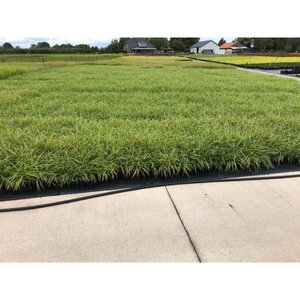 Carex morrowii 'Ice Dance' geen maat specificatie 0,55L/P9cm - image 11