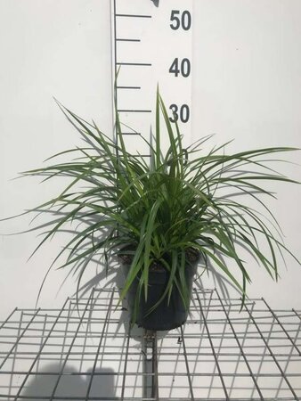 Carex morrowii 'Irish Green' geen maat specificatie cont. 2,0L - afbeelding 8