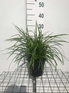 Carex morrowii 'Irish Green' geen maat specificatie cont. 2,0L - afbeelding 8