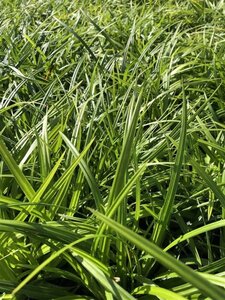 Carex morrowii 'Irish Green' geen maat specificatie cont. 2,0L - afbeelding 1