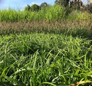 Carex morrowii 'Irish Green' geen maat specificatie cont. 2,0L - afbeelding 2