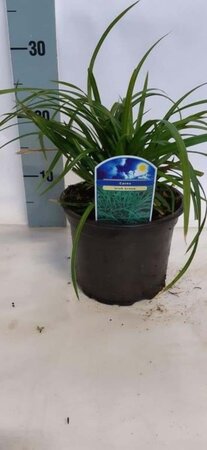 Carex morrowii 'Irish Green' geen maat specificatie cont. 2,0L - afbeelding 3