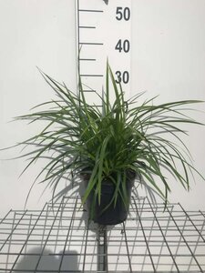 Carex morrowii 'Irish Green' geen maat specificatie cont. 2,0L - image 6