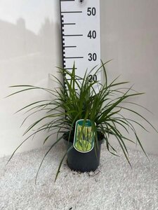 Carex morrowii 'Irish Green' geen maat specificatie cont. 2,0L - image 4