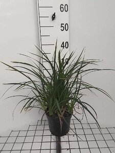 Carex morrowii 'Irish Green' geen maat specificatie cont. 2,0L - image 7