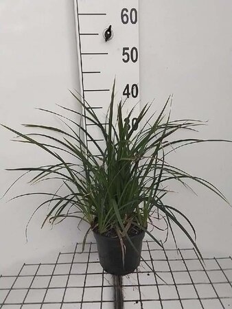 Carex morrowii 'Irish Green' geen maat specificatie cont. 2,0L - image 9