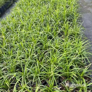 Carex morrowii 'Irish Green' geen maat specificatie cont. 2,0L - image 8