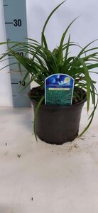 Carex morrowii 'Irish Green' geen maat specificatie cont. 2,0L - image 3