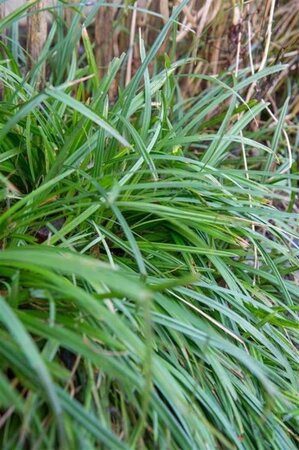 Carex morrowii 'Irish Green' geen maat specificatie 0,55L/P9cm - afbeelding 7