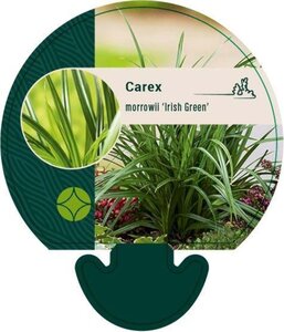 Carex morrowii 'Irish Green' geen maat specificatie 0,55L/P9cm - afbeelding 4