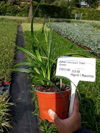 Carex morrowii 'Irish Green' geen maat specificatie 0,55L/P9cm - afbeelding 3