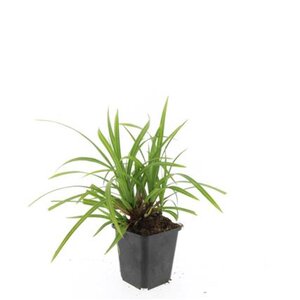 Carex morrowii 'Irish Green' geen maat specificatie 0,55L/P9cm - afbeelding 12