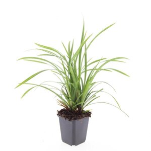 Carex morrowii 'Irish Green' geen maat specificatie 0,55L/P9cm - afbeelding 11